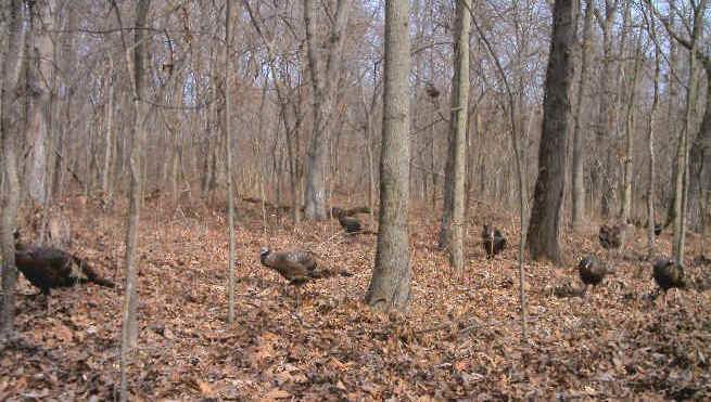 Seven turkey on Langham Outdoors ground